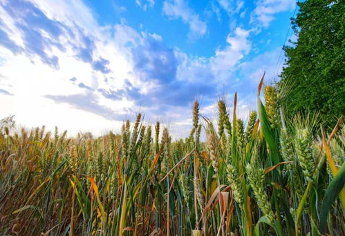 北京通州，麦黄迎芒种——丰收时节谷类作物迎来新一季