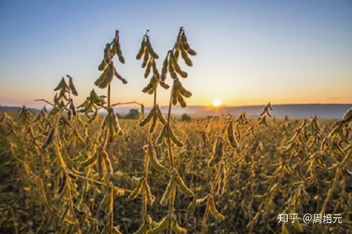 大豆的生长阶段与加工谷物产品概述
