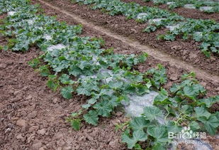 西瓜栽培环境条件与谷物加工产品的综合分析