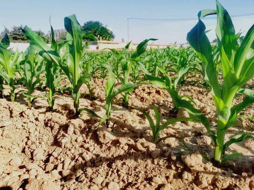 厄尔尼诺影响下的张掖玉米制种与谷物加工产业