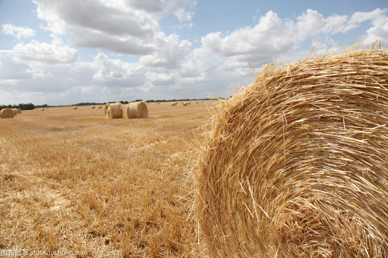 丰收的田野 从谷物到谷类食品的田园之旅