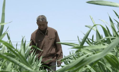 探访农博士新公社成员植物工厂 谷类作物的科技革新之旅