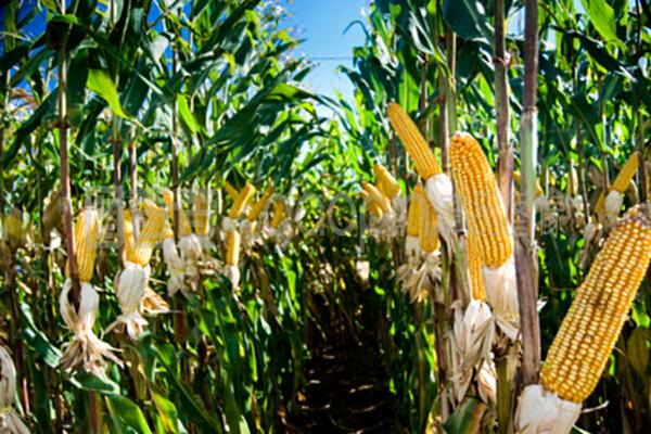 从田间到餐桌 玉米作物的现代化加工与谷物产品创新