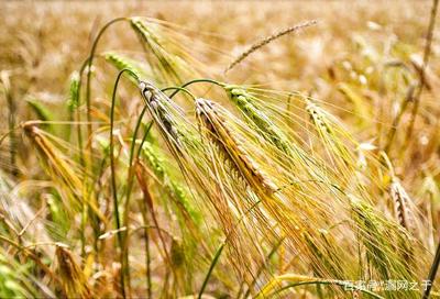 雪域之魂 青稞与藏族谷物加工文化的千年传承