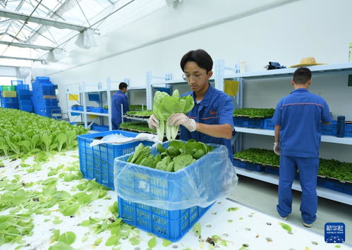 深山里的现代化奇迹 植物工厂引领谷物加工新潮流