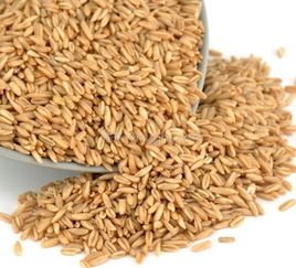 克旗莜麦 草原上的营养珍馐