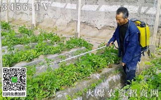 叶面肥浓度调整与常用浓度指南 助力谷物产品加工增产