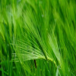 兰州青稞提取物β-葡聚糖招商 植物提取物与加工谷物产品的健康新机遇